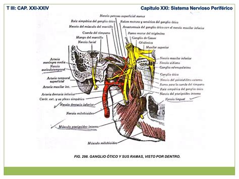 Anatomía Sistema nervioso periférico nervios raquídeos plexo cervical