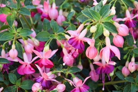 Types Of Fuchsias Hanging And Standing Fuchsias Plantura