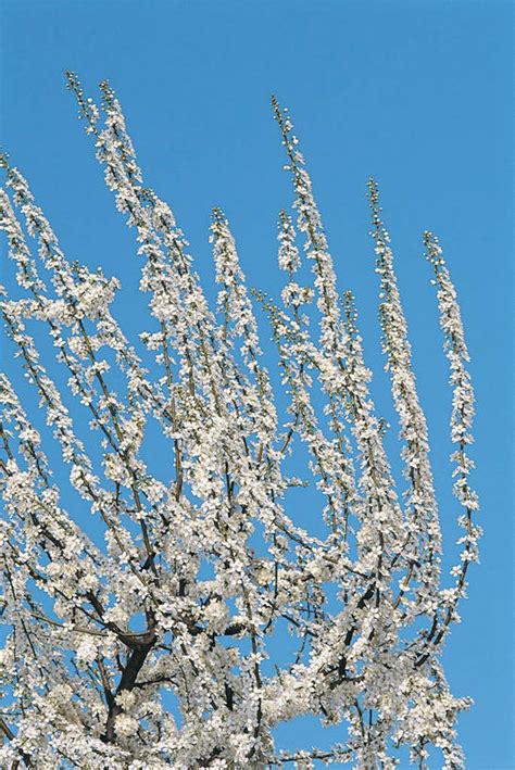 无人竖图室外特写白天仰视幸福纯洁美景植物樱花景观枝图像花花朵树蓝色天空自然概念景色摄影生长等待