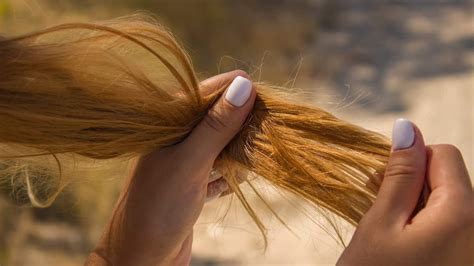 Estas Plantas Medicinales Le Ayudarán A Frenar La Caída Del Cabello