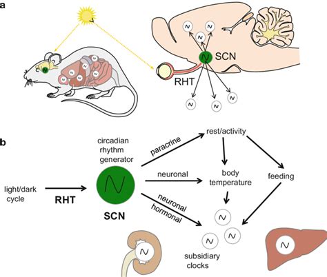 Hierarchy Of The Circadian System As Shown For Mammals A B The