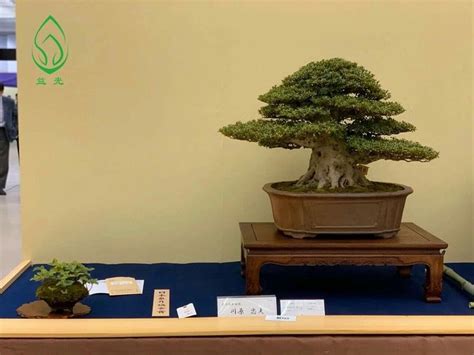 A Bonsai Tree On Display In A Museum