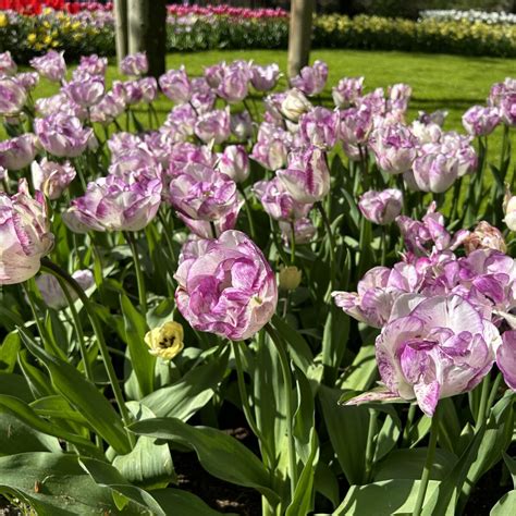 Tulipa Shirley Double Find Haveplanter