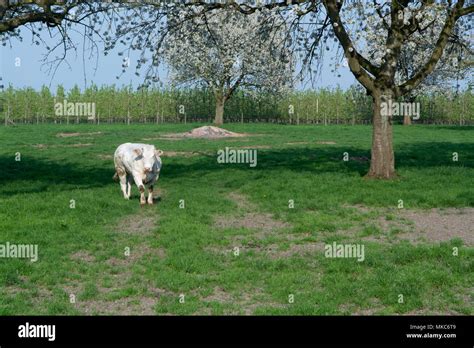 Belgian Blue Cow Very Big Special Beef Cattle With Double Muscling