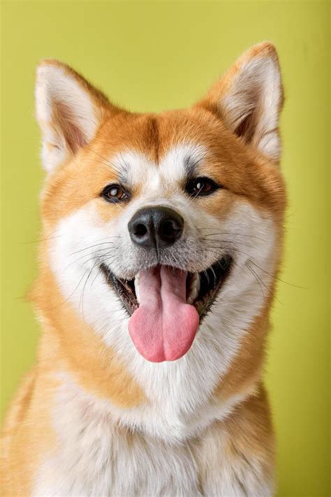 Retrato De Cierre Del Hermoso Perro Akita Inu Parado Aislado En Estudio