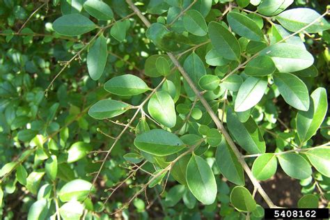 Chinese Privet Ligustrum Sinense