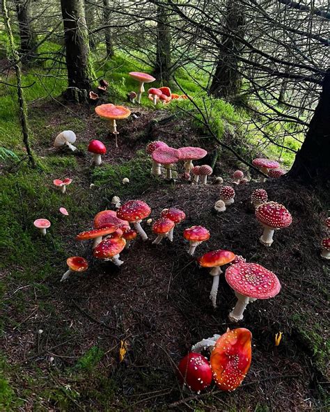 A Patch Of Alice In Wonderland Mushrooms R Mushroomerotica