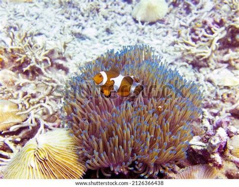 Clownfish Aka Nemo Symbiosis Relationship Anemone Stock Photo 2126366438 | Shutterstock