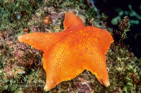 Bat Sea Star Asterina Miniata California 01037