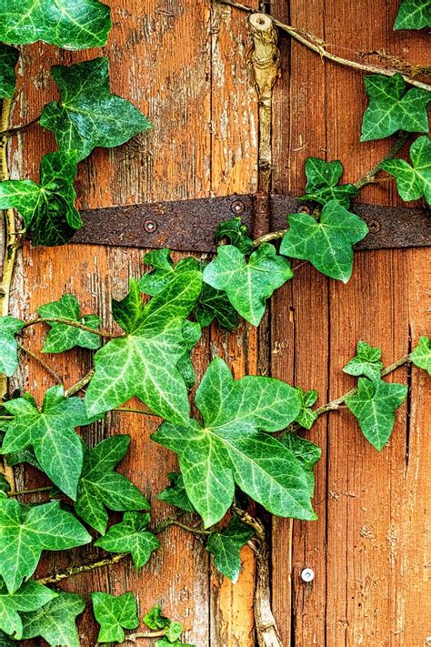 Ivy Tanaman Merambat Gudang Banyak Foto Gratis Di Pixabay Pixabay