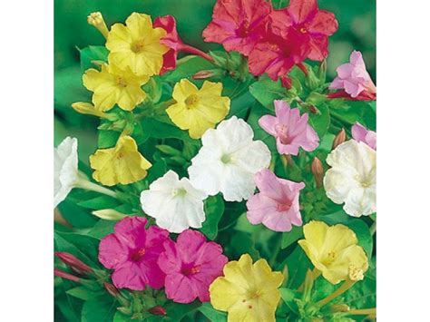 Marvel of Peru Seeds 1g Packet (Mirabilis jalapa)