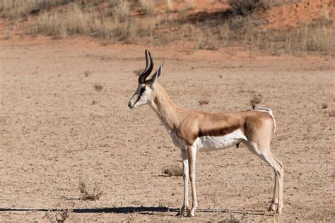 Two Springbok Antidorcas Marsupialis Standing Side By Side Etosha