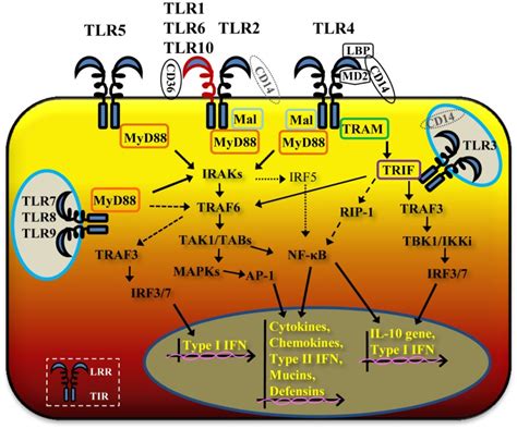 Tlr 2 Signaling Pathway