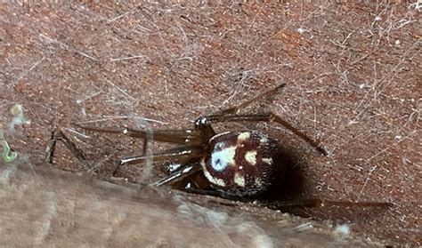 Comb Footed Cobweb Spider Pest Control Canada