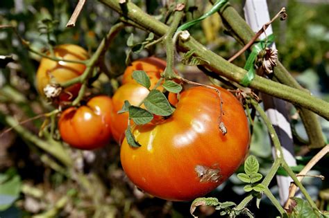 Slobodna Dalmacija Zakon O Sjemenu I Sadnom Materijalu U Saborskoj