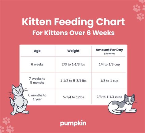 Kitten Feeding Chart How Much To Feed Your Fur Ball Pumpkin Cat