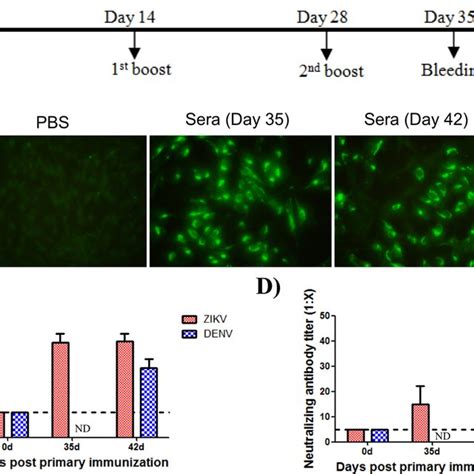 Immunogenicity Of Recombinant Zikv E90 In Mice A Schematic Diagram