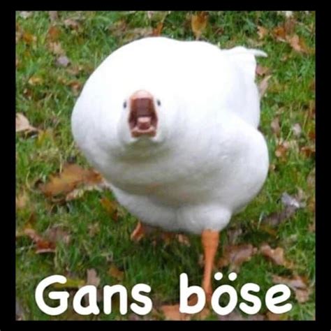 Gans Memes Schlechte Witze