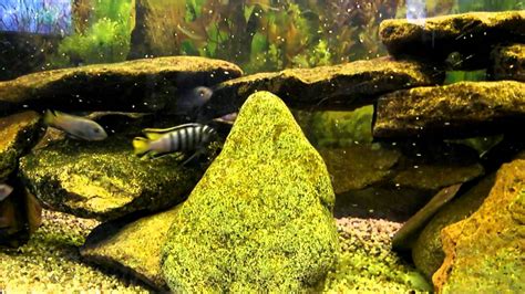 Malawiweltde Pseudotropheus Elongatus Mpanga Malawiaquarium