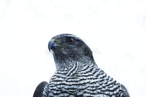 Isolated Eurasian Sparrowhawk Accipiter Nisus A Predatory Bird With