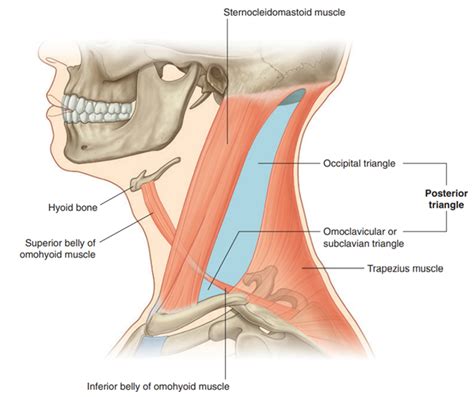 Borders Of The Posterior Triangle Of The Neck Diagram Quizlet