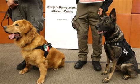 As Son Luca Y Samantha Los Binomios Caninos De La Fgr Senado Los