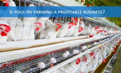 Is Poultry Farming A Profitable Business How Much Does A Poultry Farm Make