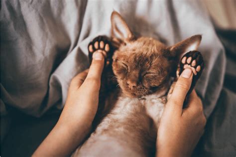 Cat Declawing 101 When You May Hurt Your Fluffy Friend