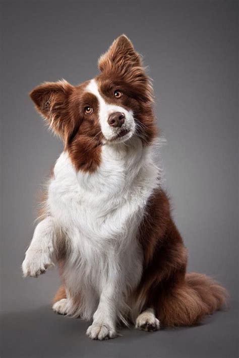 65 best images about BROWN/RED & WHITE BORDER COLLIES on Pinterest ...