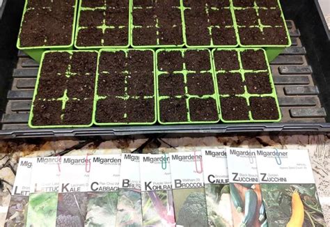 How To Start Plants From Seed Garden With Amber