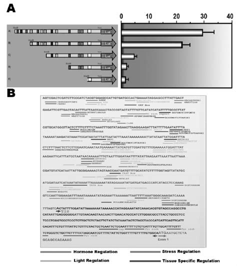 VvGDH NAD A1 Promoter Deletion Analysis And In Silico Analysis Of Cis