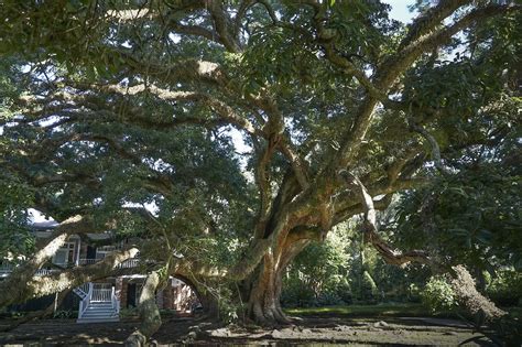 Explore Louisianas Giant Live Oak Trees The Heart Of Louisiana