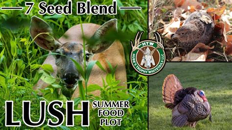 Lush Summer Food Plot 7 Seed Blend Hubb S Summer Mix Start To Finish Food Plot Vlog Youtube