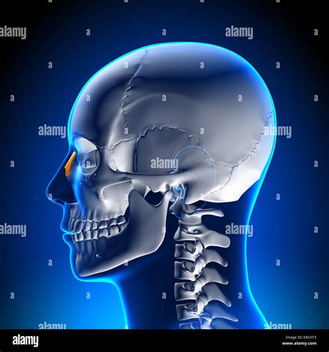 Anterior Nasal Spine Fracture