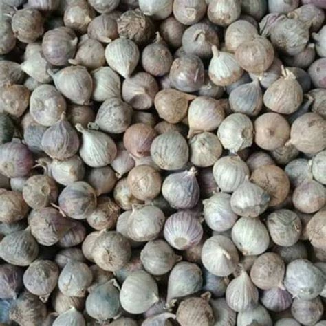 Jual Bawang Lanang Kg Bawang Putih Tunggal Kg Obat Herbal Import