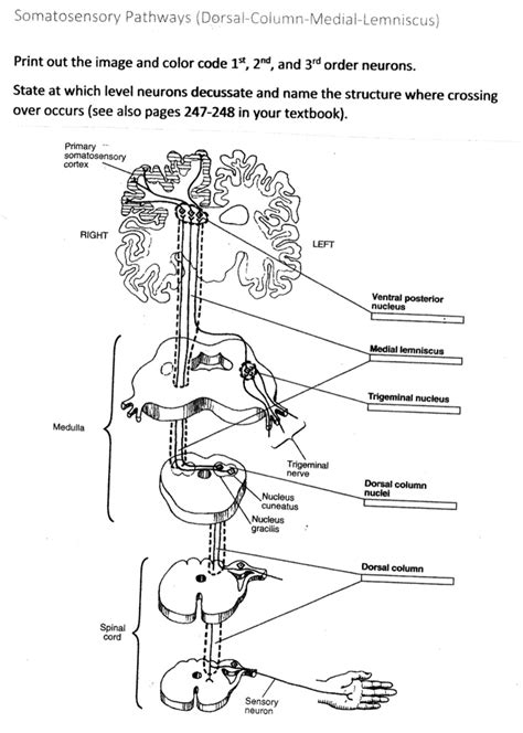 Solved Somatosensory Pathways Dorsal Column Medial Lemniscus Print