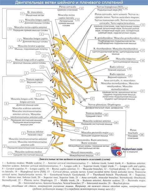 Анатомия: Плечевое сплетение, plexus brachialis. Короткие ветви ...