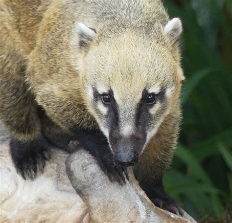 South American Coati Portrait Photograph by Margaret Saheed - Fine Art ...