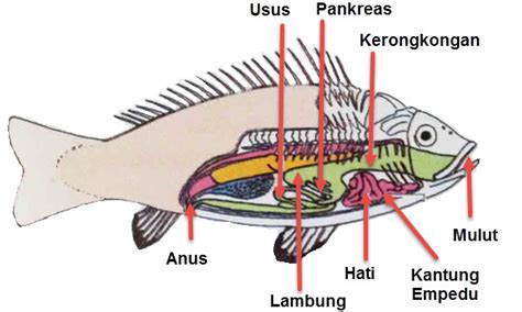 Fish Body Organs And Their Functions Schoolash