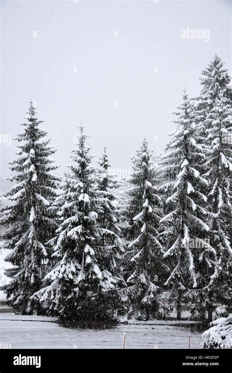 Pinos con nieve fotografías e imágenes de alta resolución Alamy