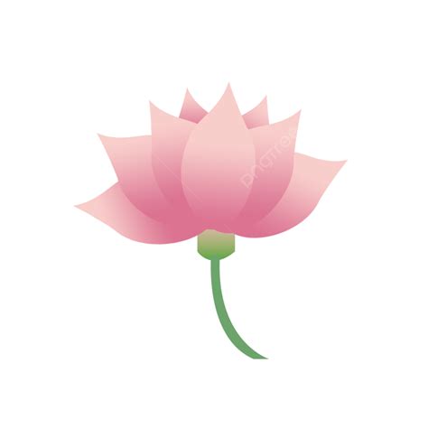 Pink Lotus Clipart Transparent Background Small Fresh Pink Lotus