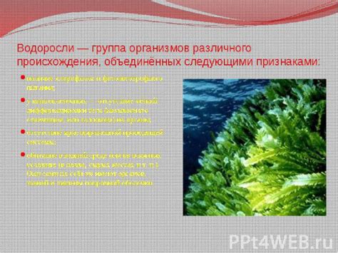 Презентация на тему "Многоклеточные водоросли" - скачать бесплатно ...