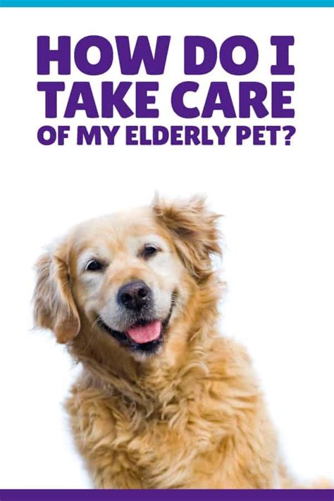 How Do I Take Care Of My Elderly Pet Wet Noses Pet Sitting