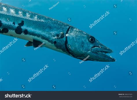 Close Barracuda Sphyraena Barracuda Teeth Blue Stock Photo 380237425 ...