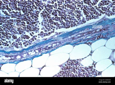 Arteriole Light Micrograph Of A Longitudinal Section Through An