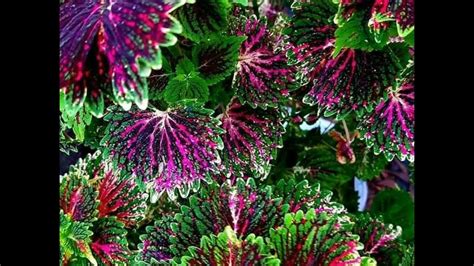 Coleus Plants That Make A Splash Of Color🍀☘️🍁🍃🌸 Youtube