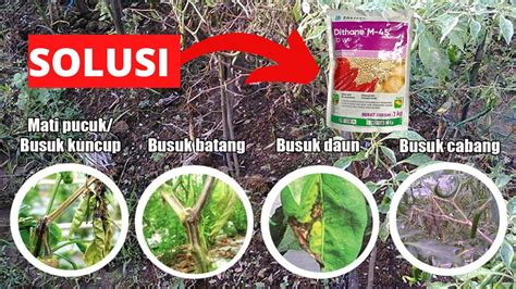 Rekomendasi Fungisida Mankozeb Dithane M Wp Untuk Cabe Tomat