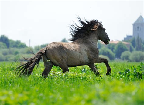 Wild Konik polski, Latvia
