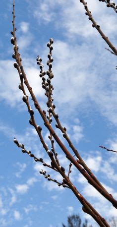 Images About Pussy Willows Cattails Sweet Peas On Pinterest Pussy Willow Sweet Peas