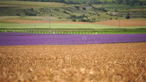 Ripe Wheat Ears Swaying In Wind In Agricultural Field With Lavender